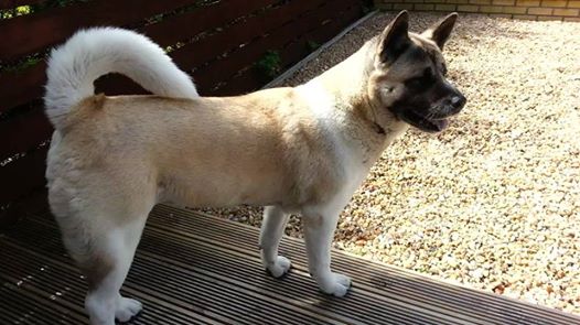 Heart In Diamond - Client’s testimonial