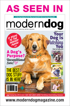 Modern-dog-cover-winter-2016