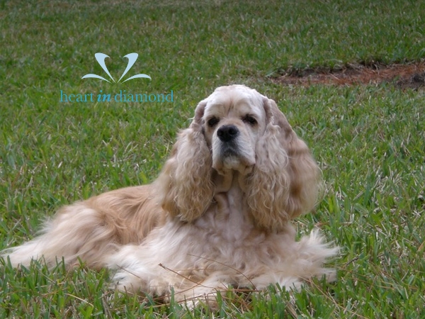 Sherlock_dog