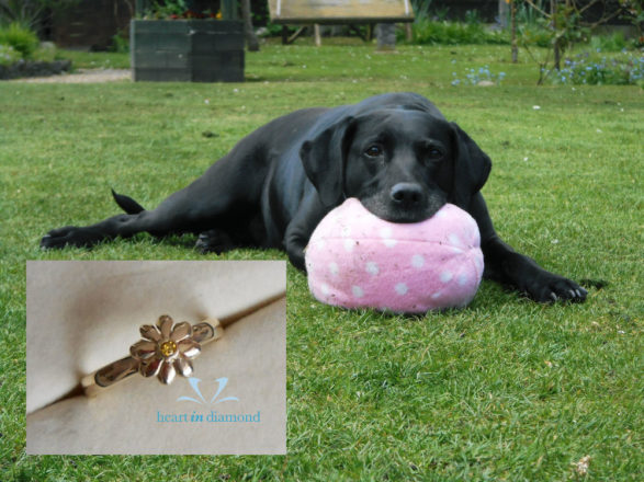 black dog playfully holding a pink ball with his mouth. diamond ring made from his ashes on the foreground