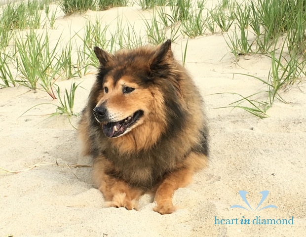 Pixie-dog-pet-memo